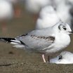 Bonaparte's Gull